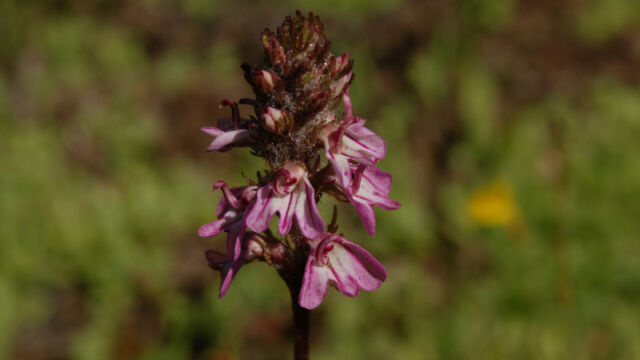 Pedicularis attollens Little Elephant's Head, Pedicularis attollens