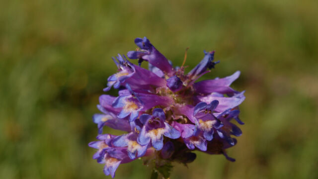 Penstemon rydbergii Meadow Penstemon, Penstemon rydbergii