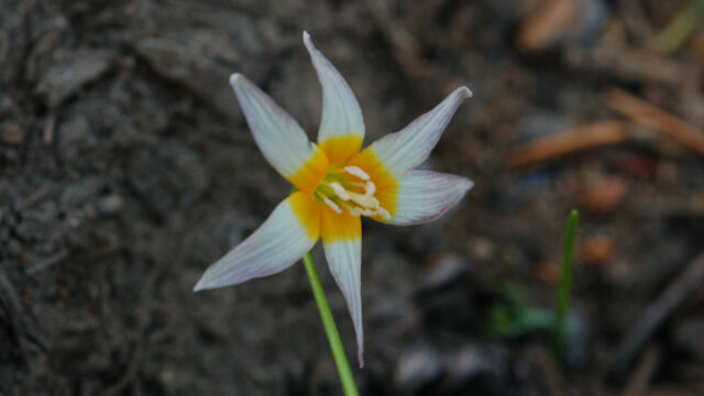 Erythronium purpurascens Plainleaf Fawn Lily, Erythronium purpurascens