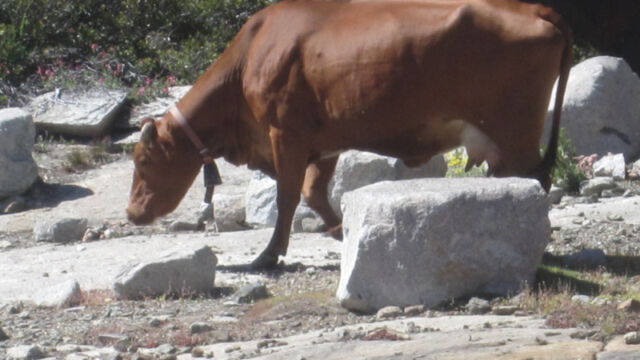 Wildlife at the Meadow