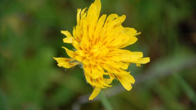 Hypochaeris radicata False Dandelion, Hypochaeris radicata