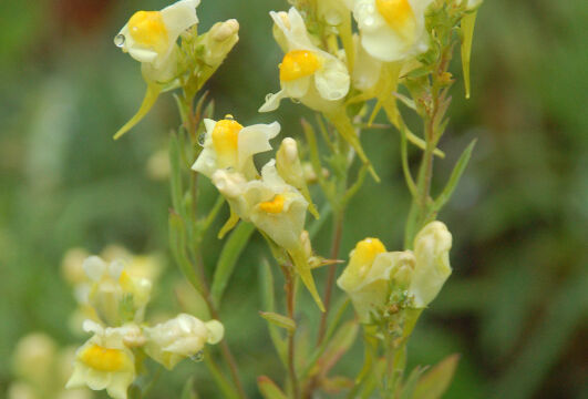 Linaria vulgaris Butter-and-Eggs, Linaria vulgaris