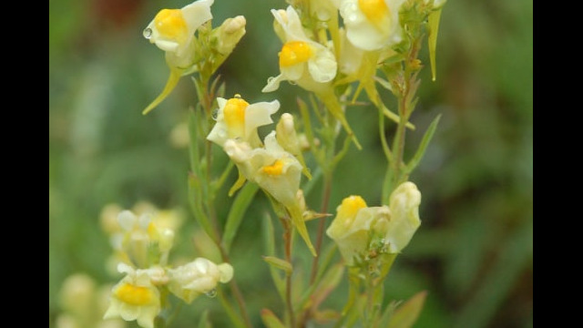 Linaria vulgaris Butter-and-Eggs, Linaria vulgaris