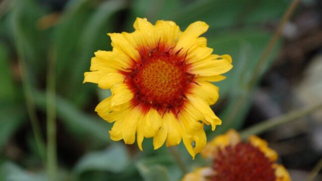 Gallardia aristata Indian Blanket Flower, Gallardia aristata