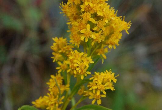 Solidago lepida Rocky Mountain Goldenrod, Solidago lepida