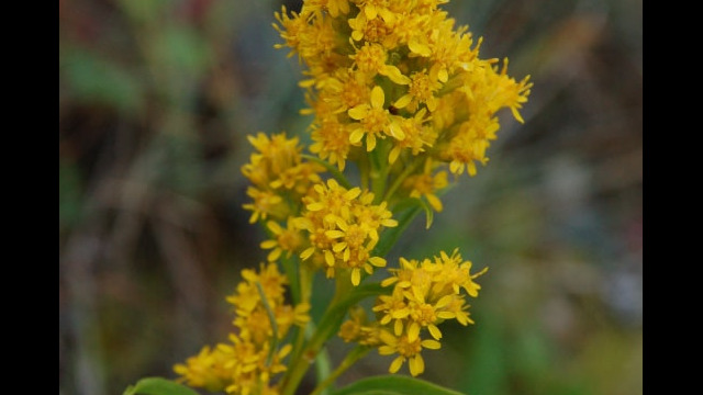 Solidago lepida Rocky Mountain Goldenrod, Solidago lepida