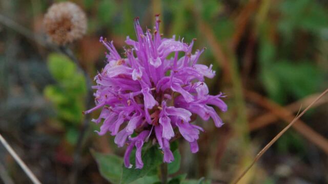 Monarda fistulosa Wild Bergamot or Beebalm, Monarda fistulosa