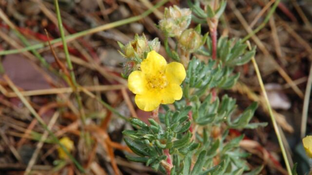 Potentilla fruticosa Shrubby Cinquefoil, Potentilla fruticosa