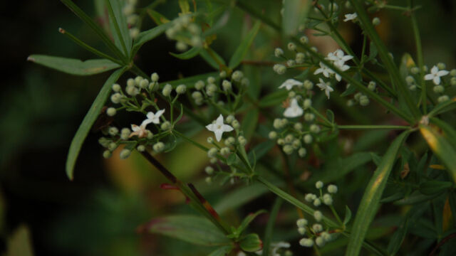 Galium triflorum Fragrant Bedstraw, Galium triflorum