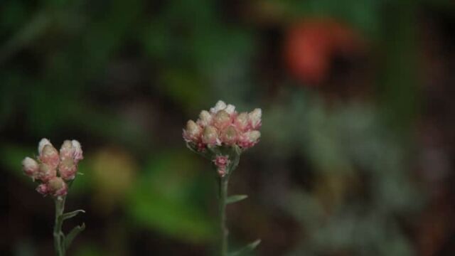 Antennaria microphylla Rose Pusy Toes, Antennaria microphylla