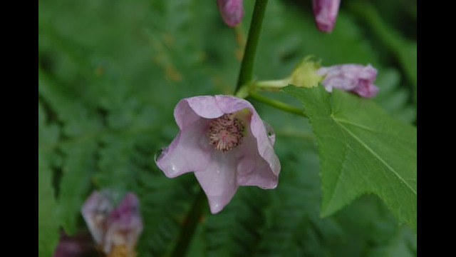 Iliamna rivularis Mountain Hollyhock, Iliamna rivularis