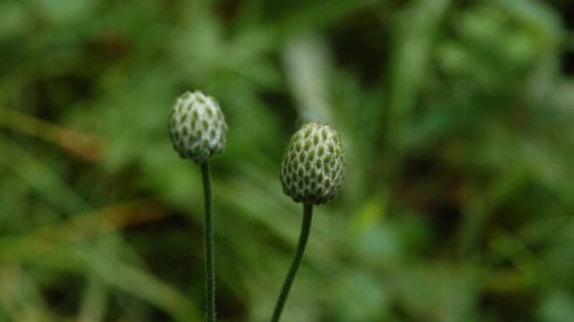 Unknown, possibly Bistort?