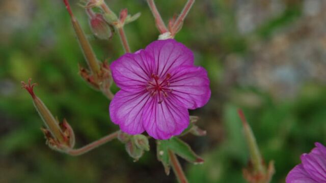 Geranium viscosissimum Sticky Purple Geranium, Geranium viscosissimum