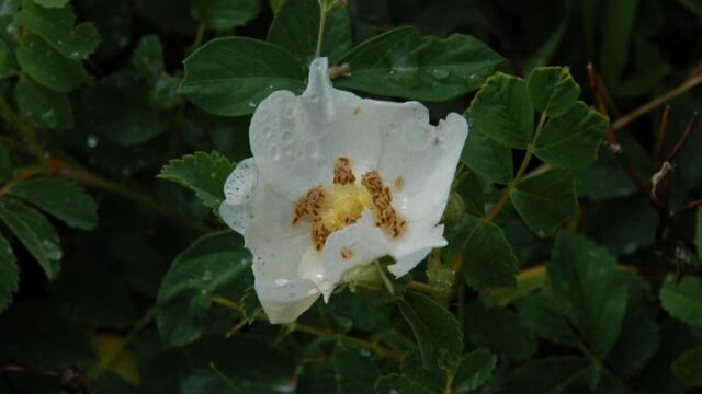 Rosa woodsii Wood Rose, Rosa woodsii