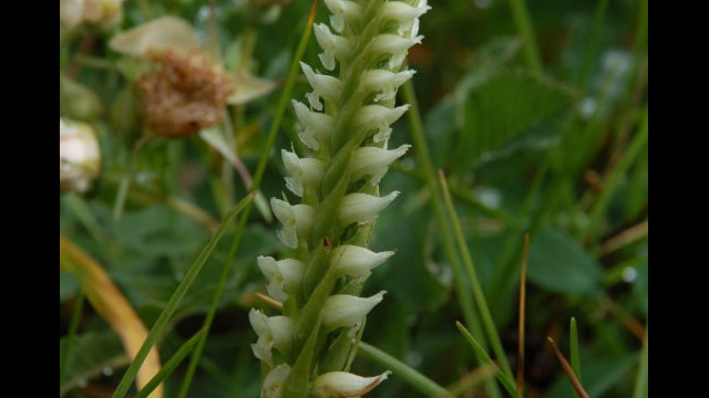 Spiranthes romanzoffiana Ladies Tresses, Spiranthes romanzoffiana
