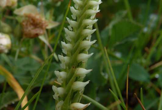 Spiranthes romanzoffiana Ladies Tresses, Spiranthes romanzoffiana