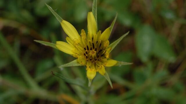 Tragopogon dubius Yellow Salsify, Tragopogon dubius