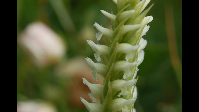 Spiranthes romanzoffiana Ladies Tresses, Spiranthes romanzoffiana