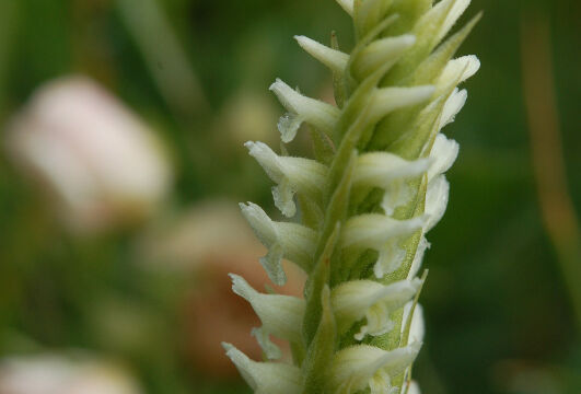 Spiranthes romanzoffiana Ladies Tresses, Spiranthes romanzoffiana