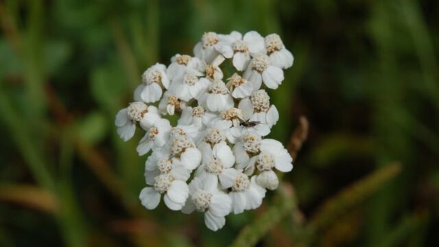 Achillea millefolium Common Yarrow, Achillea millefolium