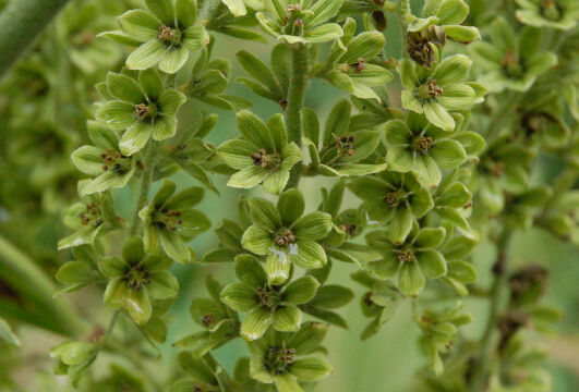 Veratrum viride Corn Lily, Veratrum viride