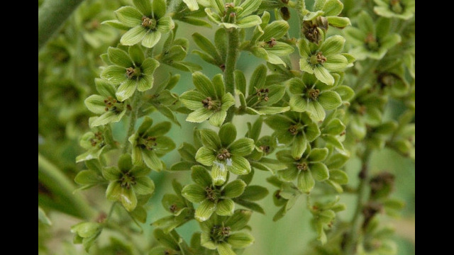 Veratrum viride Corn Lily, Veratrum viride