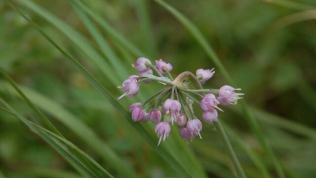 Allium cernuum Nodding Onion, Allium cernuum