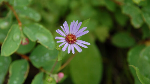 Unknown Aster