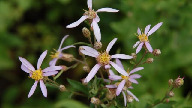 Eucephalus perelegans Elegant Aster, Eucephalus perelegans