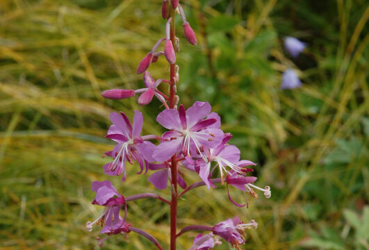 Epilobium augustifolium Fireweed, Epilobium augustifolium