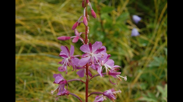Epilobium augustifolium Fireweed, Epilobium augustifolium