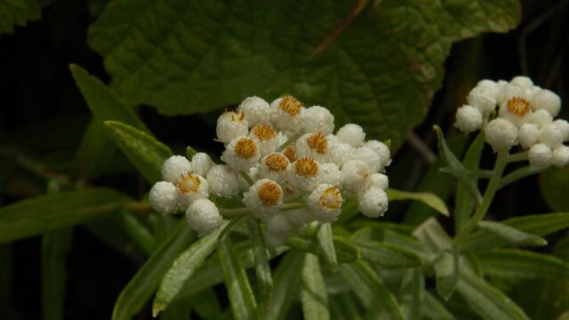 Anaphalis margaritacea Pealy Everlasting, Anaphalis margaritacea