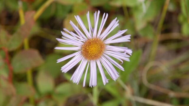 Erigeron speciosus Showy Fleabane, Erigeron speciosus
