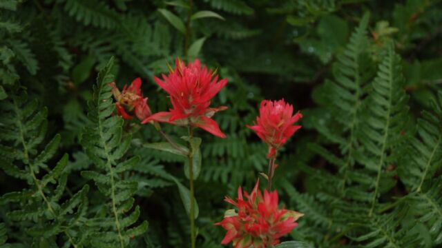 Castilleja (miniata?) Indian Paintbrush, Castilleja (miniata?)