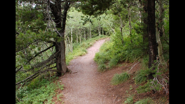 Ptarmigan Falls Trail