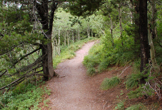 Ptarmigan Falls Trail