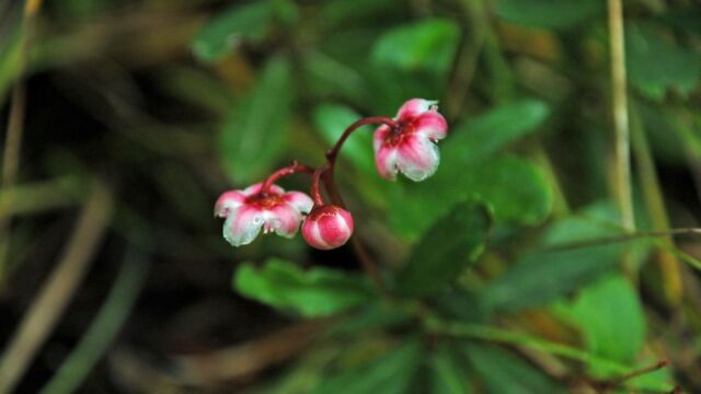 Chimaphila umbellata Pipsissewa, Chimaphila umbellata