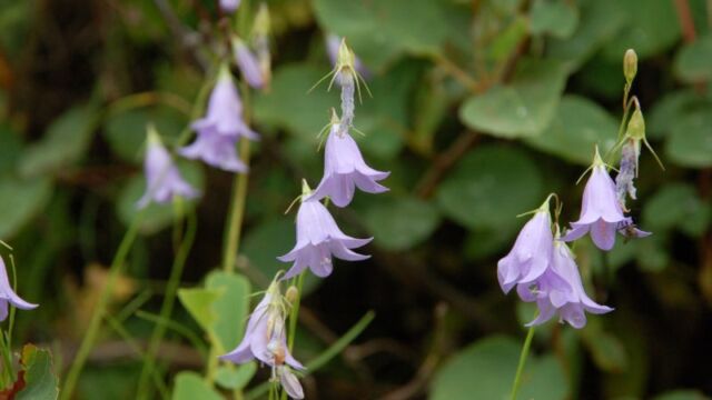 Campanula rotundifolia Harebells, Campanula rotundifolia
