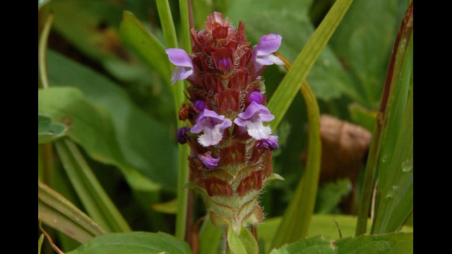 Prunella vulgaris Self Heal, Prunella vulgaris