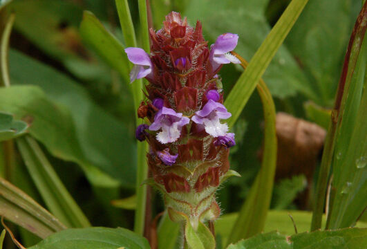 Prunella vulgaris Self Heal, Prunella vulgaris