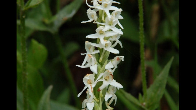 Platanthera dilata White Bog Orchid, Platanthera dilata