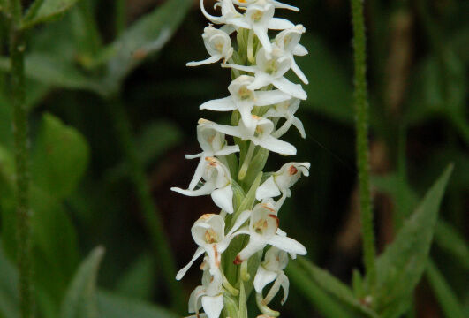Platanthera dilata White Bog Orchid, Platanthera dilata