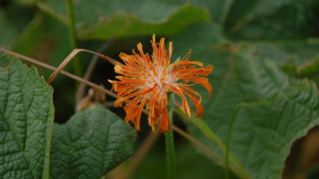 Agoseris aurantiaca Orange Mountain Dandelion, Agoseris aurantiaca