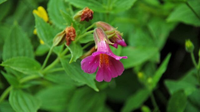 Mimulus lewisii Lewis's Monkeyflower, Mimulus lewisii