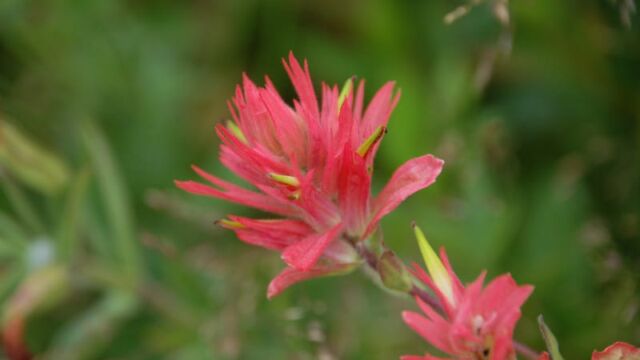 Castilleja sp. Indian Paintbrush, Castilleja sp.