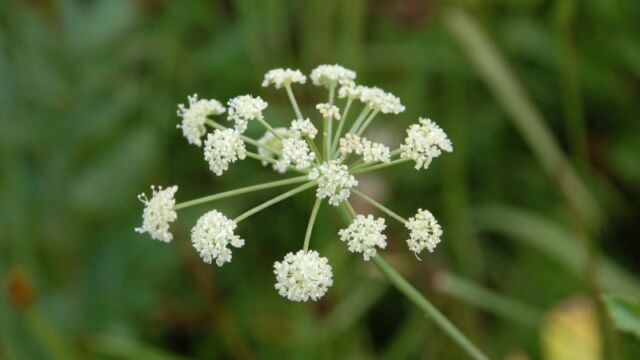 Perideridia montana Common Yampah, Perideridia montana