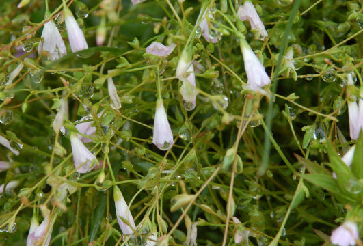 Twinflower