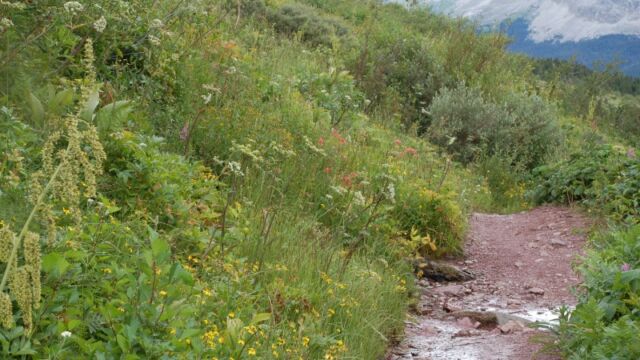 Seep section of trail Ptarmigan Falls trail