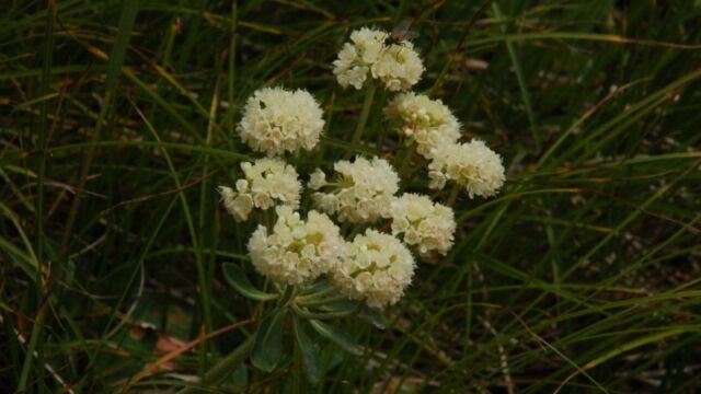 Eriogonum ovalifolium Cushion Buckwheat, Eriogonum ovalifolium