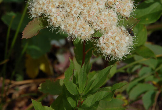 Spiraea betulifolia Birchleaf Spirea, Spiraea betulifolia